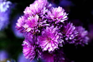 手机号轰炸免费软件